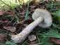 Barna érdestinóru (Leccinum scabrum), Őrség. Fehéres alapon barnásfeketén pikkelyes tönk